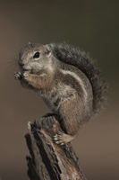 ground squirrel